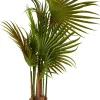 Areca Palmera Verde