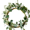 Eucalyptus Corona Verde