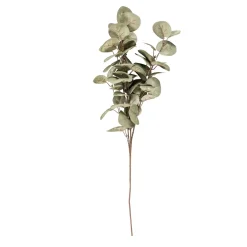 Eva Eucalipto Verde