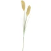Grass Cana Con Pluma Verde