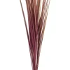 Grass Haz De Hierba Rojo