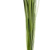 Grass Haz De Hierba Verde