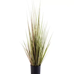 Herba Hierba En Maceta Verde