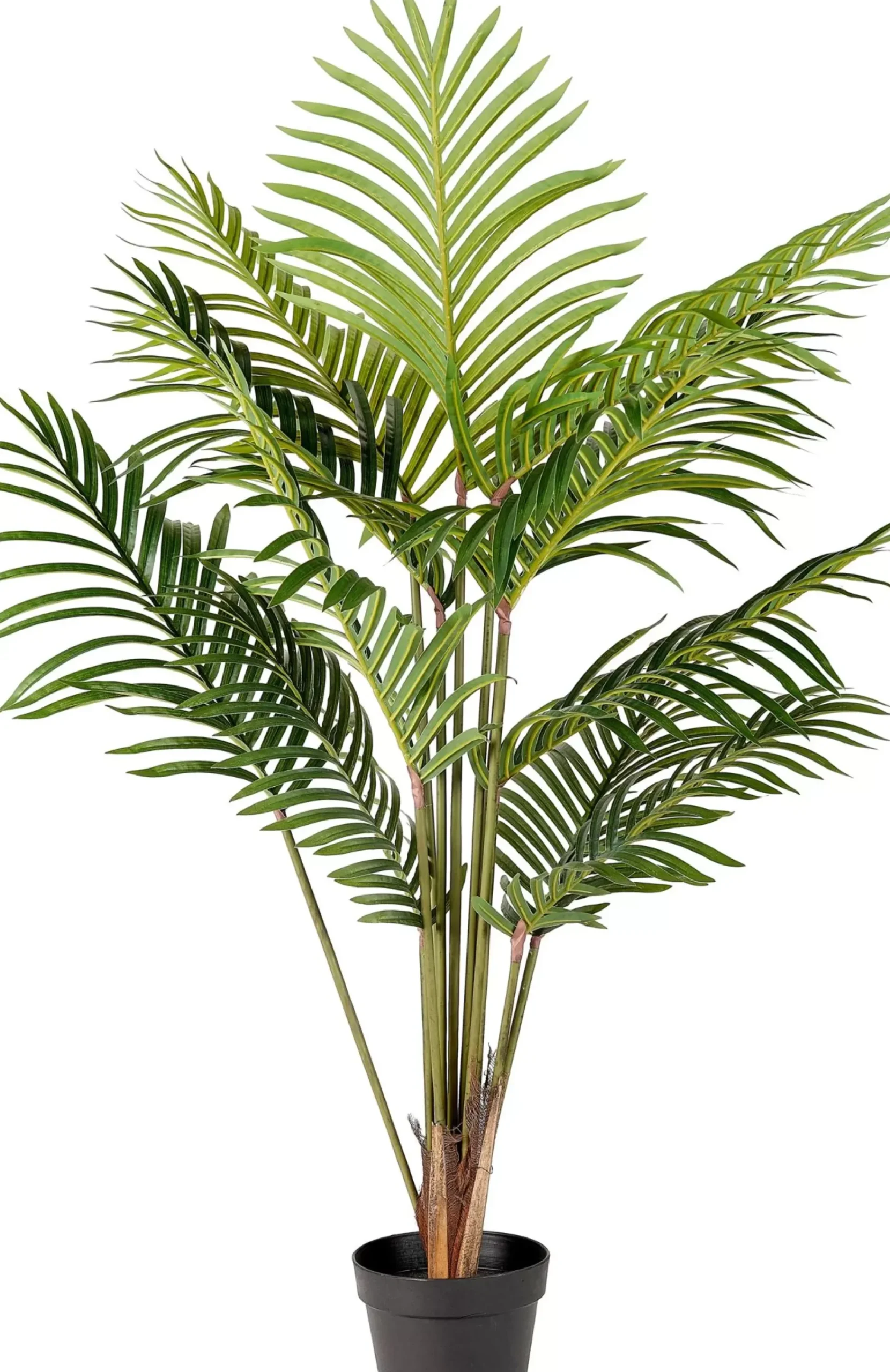 Kwai Palmera Verde