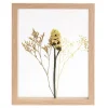Limonium Decoracion De Pared Natural