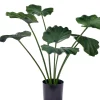 Lotus Planta Verde