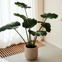 Lotus Planta Verde