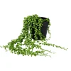 Senecio Planta De Guisantes Verde